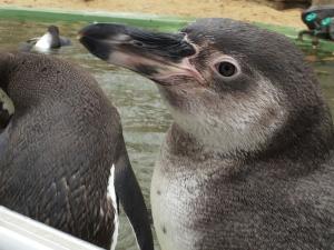 Unser Besuch imZoo