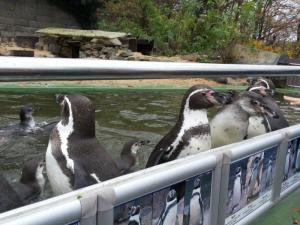 Unser Besuch imZoo