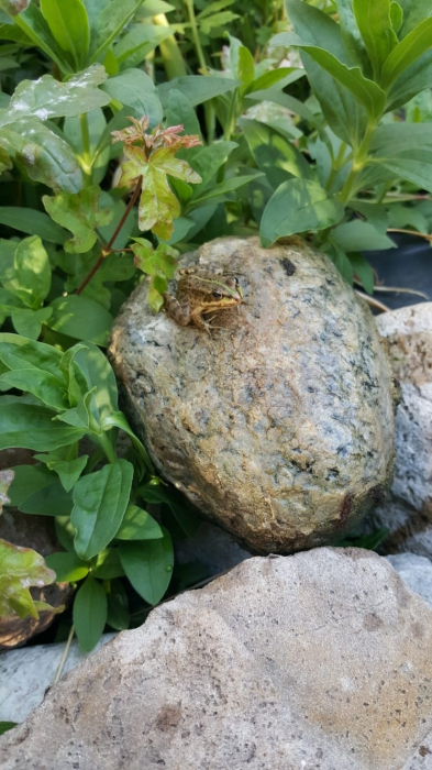 frosch.jpg